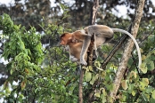 ProboscisMonkeys_Sukau_0254 (180)_m